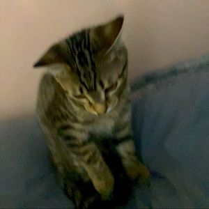 Meet your Posher, Sydney